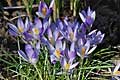 Crocus tommasinianus Lilac Beauty - šafrán Tommasiniho Lilac Beauty - celá rostlina - 14.3.2009 - Lanžhot (BV) - soukromá zahrada