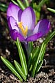 Crocus tommasinianus Ruby Giant - šafrán Tommasiniho Ruby Giant - květ - 8.3.2008 - Lanžhot (BV) - soukromá zahrada