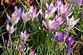 Crocus tommasinianus - šafrán Tommasiniho - celá rostlina - 11.2.2007 - Lanžhot (BV) - soukromá zahrada