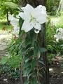 Lilium Casa Blanca - lilie Casa Blanca - celá rostlina - 25.7.2004 - Lanžhot (BV) - soukromá zahrada