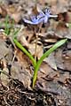 Scilla drunensis - ladoňka rakouská - celá rostlina - 18.3.2012 - Lanžhot (BV) - Okraj lesa u louky Březová