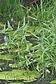 Sagittaria sagittifolia - šípatka střelolistá - lokalita - 15.8.2010 - Lanžhot (BV) - Obora Soutok