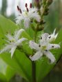 Menyanthes trifoliata - vachta trojlistá - květ - 26.4.2003 - Lanžhot (BV) - soukromá zahrada