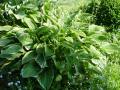 Hosta fortunei var. aureomarginata - bohyška - celá rostlina - 24.6.2006 - Lanžhot (BV) - soukromá zahrada