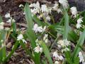 Scilla siberica var. alba - ladoňka sibiřská bílá - celá rostlina - 2.4.2005 - Lanžhot (BV) - soukromá zahrada