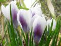 Crocus 'Prins Claus' šafrán