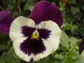 Viola ×wittrockiana Carneval®F1 Purple and White - violka ×wittrockiana Carneval®F1 Purple and White - květ - 7.10.2006 - Lanžhot (BV) - soukromá zahrada