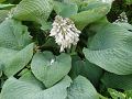 Hosta sieboldiana Elegans - bohyška Elegans - celá rostlina - 2.7.2004 - Lanžhot (BV) - soukromá zahrada