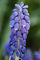 Muscari armeniacum - modřenec arménský - květ - 11.4.2009 - Lanžhot (BV) - soukromá zahrada