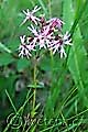 Lychnis flos-cuculi - kohoutek luční - celá rostlina - 19.5.2007 - Lanžhot (BV) - Louka u šutrovny Křenová