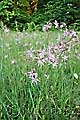 Lychnis flos-cuculi - kohoutek luční - lokalita - 19.5.2007 - Lanžhot (BV) - Louka u šutrovny Křenová