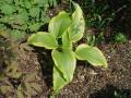 Hosta montana var. aureomarginata - bohyška - celá rostlina - 8.5.2006 - Lanžhot (BV) - soukromá zahrada