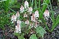 Tiarella wherryi - tiarela - celá rostlina - 13.4.2007 - Lanžhot (BV) - soukromá zahrada