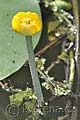 Nuphar lutea - stulík žlutý - květ - 11.6.2011 - Lanžhot (BV) - obora Soutok, zavodňovací kanál