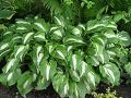 Hosta undulata var. mediovariegata - bohyška - celá rostlina - 6.6.2004 - Lanžhot (BV) - soukromá zahrada