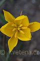 Tulipa sylvestris - tulipán planý - květ - 30.3.2007 - Lanžhot (BV) - soukromá zahrada