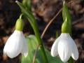 Galanthus woronowii - sněženka - květ - 11.2.2007 - Lanžhot (BV) - soukromá zahrada