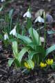 Galanthus woronowii - sněženka - celá rostlina - 17.2.2007 - Lanžhot (BV) - soukromá zahrada