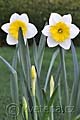 Narcissus Ice Follies - narcis Ice Follies - celá rostlina - 8.4.2011 - Lanžhot (BV) - soukromá zahrada