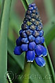 Muscari armeniacum - modřenec arménský - květ - 6.4.2008 - Lanžhot (BV) - soukromá zahrada