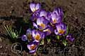 Crocus sieberi Tricolor - šafrán Sieberův Tricolor - celá rostlina - 8.3.2008 - Lanžhot (BV) - soukromá zahrada