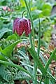 Fritillaria meleagris - řebčík kostkovaný - celá rostlina - 7.4.2007 - Lanžhot (BV) - soukromá zahrada