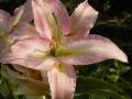 Lilium 'Xotica' lilie 'Xotica'