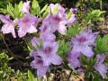 Rhododendron obtusum Ledikanense - pěnišník Ledikanense - celá rostlina - 8.5.2006 - Lanžhot (BV) - soukromá zahrada