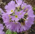 Primula denticulata prvosenka