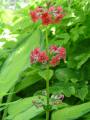 Primula japonica - prvosenka - celá rostlina - 28.5.2006 - Lanžhot (BV) - soukromá zahrada