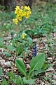 Primula veris - prvosenka jarní - celá rostlina - 1.5.2008 - Tvarožná Lhota (HO) - NPR Čertoryje