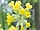 Primula veris prvosenka jarní