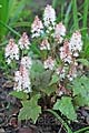 Tiarella wherryi - tiarela - celá rostlina - 13.4.2007 - Lanžhot (BV) - soukromá zahrada