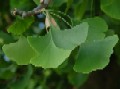 Ginkgo biloba - jinan dvoulaločnatý - list - 27.6.2003 - Lednice (BV) - zámecký park