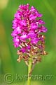 Anacamptis pyramidalis - rudohlávek jehlancovitý - květ - 4.7.2010 - Hroznová Lhota (HO) - SPR Čertoryje - Bílé Karpaty