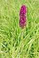 Anacamptis pyramidalis - rudohlávek jehlancovitý - celá rostlina - 4.7.2010 - Hroznová Lhota (HO) - SPR Čertoryje - Bílé Karpaty