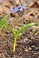 Scilla drunensis - ladoňka rakouská - celá rostlina - 18.3.2012 - Lanžhot (BV) - Okraj lesa u louky Březová