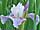 Iris sibirica 'Dance Ballerina Dance' kosatec 'Dance Ballerina Dance'