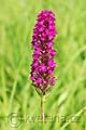 Anacamptis pyramidalis - rudohlávek jehlancovitý - květ - 4.7.2010 - Hroznová Lhota (HO) - SPR Čertoryje - Bílé Karpaty