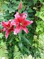 Lilium Sumatra - lilie Sumatra - celá rostlina - 25.7.2004 - Lanžhot (BV) - soukromá zahrada