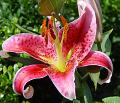 Lilium Stargazer - lilie Stargazer - květ - 25.7.2004 - Lanžhot (BV) - soukromá zahrda