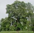 Aesculus hippocastanum - jírovec maďál - celá rostlina - 9.5.2003 - Lanžhot (BV) - louka Lány