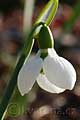 Galanthus elwesii - sněženka - květ - 11.2.2007 - Lanžhot (BV) - soukromá zahrada