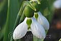 Galanthus elwesii - sněženka - květ - 14.3.2009 - Lanžhot (BV) - soukromá zahrada