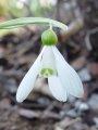 Galanthus woronowii - sněženka - květ - 2.4.2005 - Lanžhot (BV) - soukromá zahrada