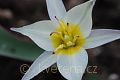 Tulipa biflora - tulipán - květ - 25.3.2007 - Lanžhot (BV) - soukromá zahrada