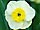 Narcissus 'Sundisc' narcis 'Sundisc'