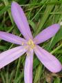 Colchicum autumnale - ocún jesenní - květ - 23.9.2006 - Lanžhot (BV) - Louka u zámečku Lány