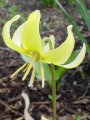 Erythronium 'Pagoda' kandík