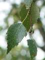 Betula pubescens - bříza pýřitá - list - 27.9.2003 - Lednice (BV) - zámecký park